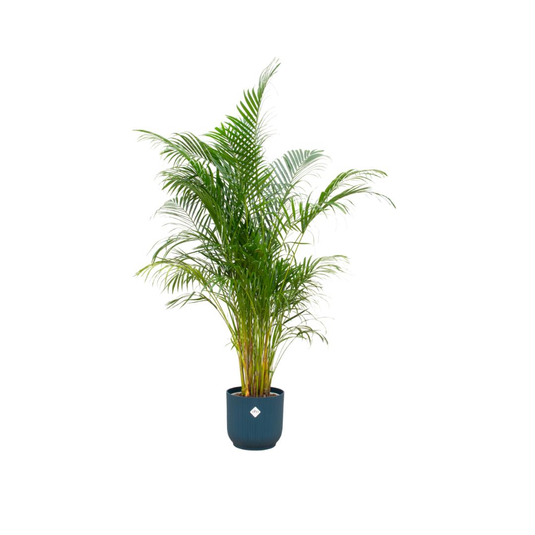 Areca palm + elho Vibes Fold Round