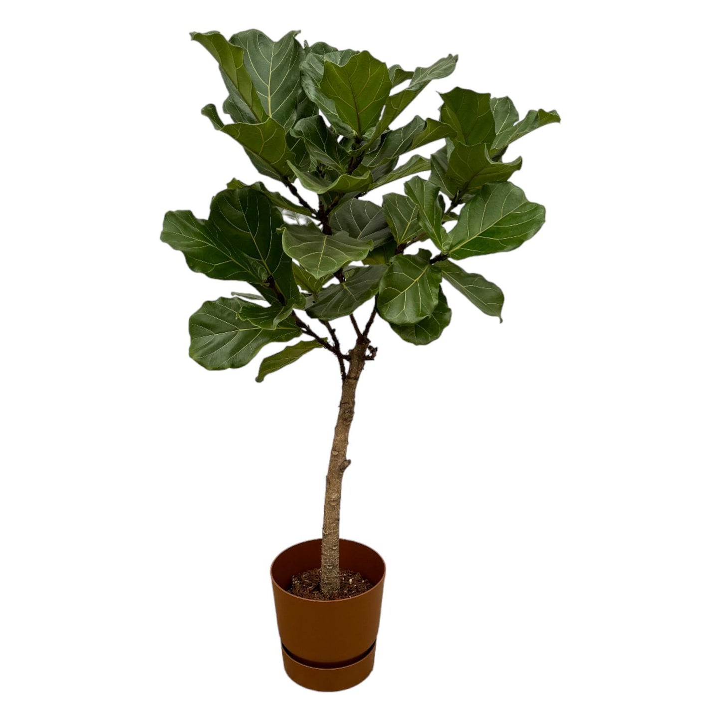 Ficus Lyrata op stam + elho Greenville Round