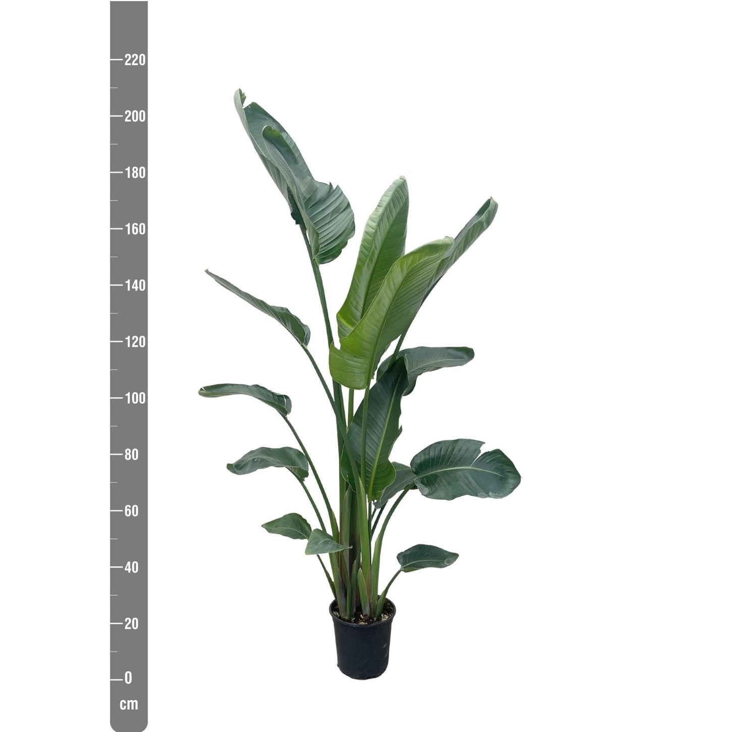 Strelitzia Nicolai XL