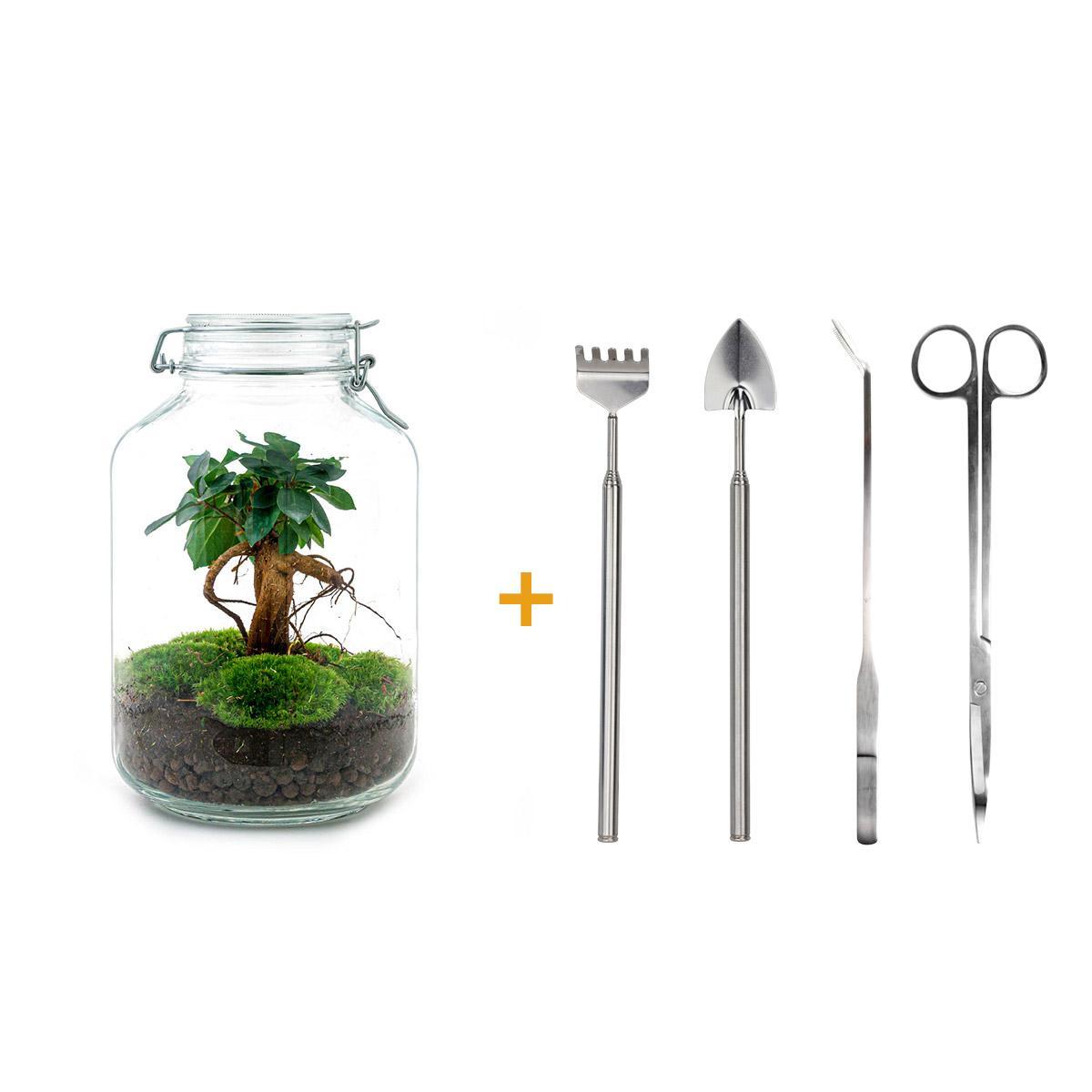 DIY terrarium - Ficus Ginseng bonsai - ↕ 28 cm