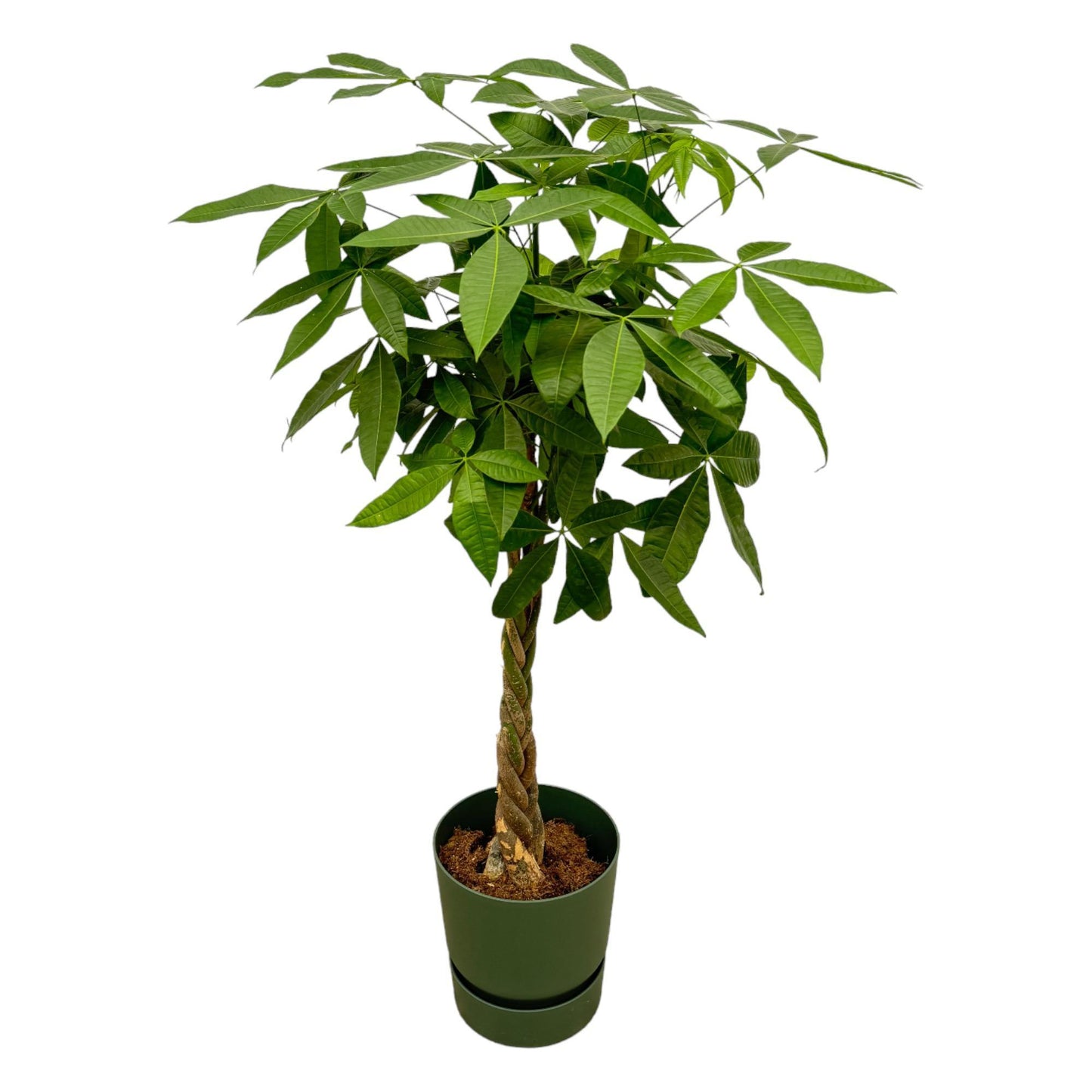 Pachira Aquatica (Geldboom) + elho Greenville Round