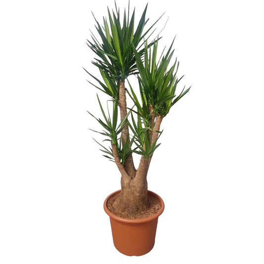 Yucca Elephantipes (vertakt)