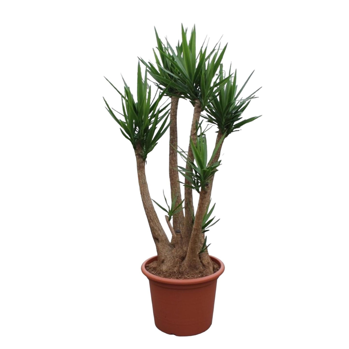 Yucca Elephantipes (vertakt)