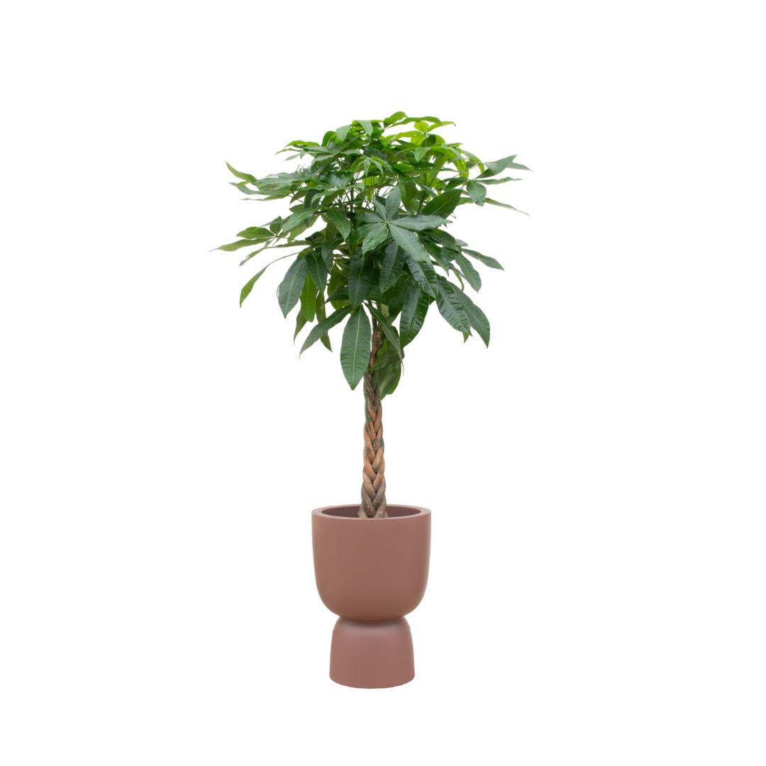 Pachira Aquatica (Geldboom) + elho Pure Coupe