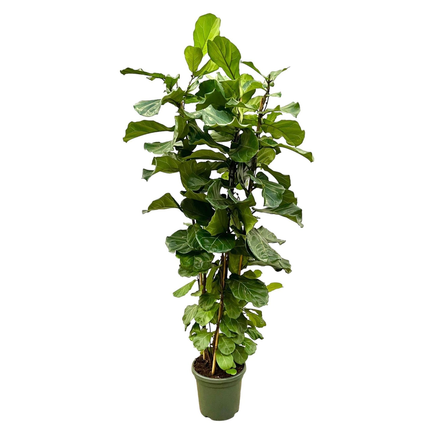 Ficus Lyrata (struik)