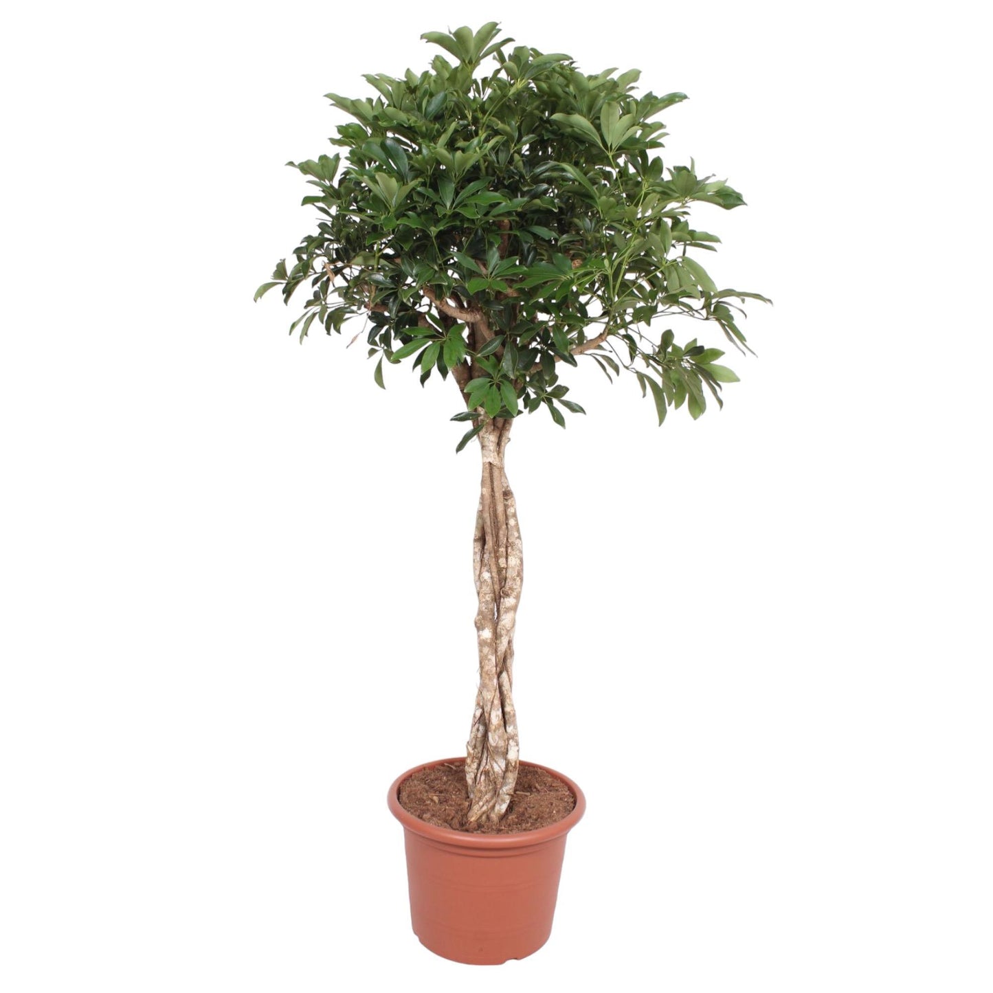 Schefflera Arboricola Compacta gevlochten stam