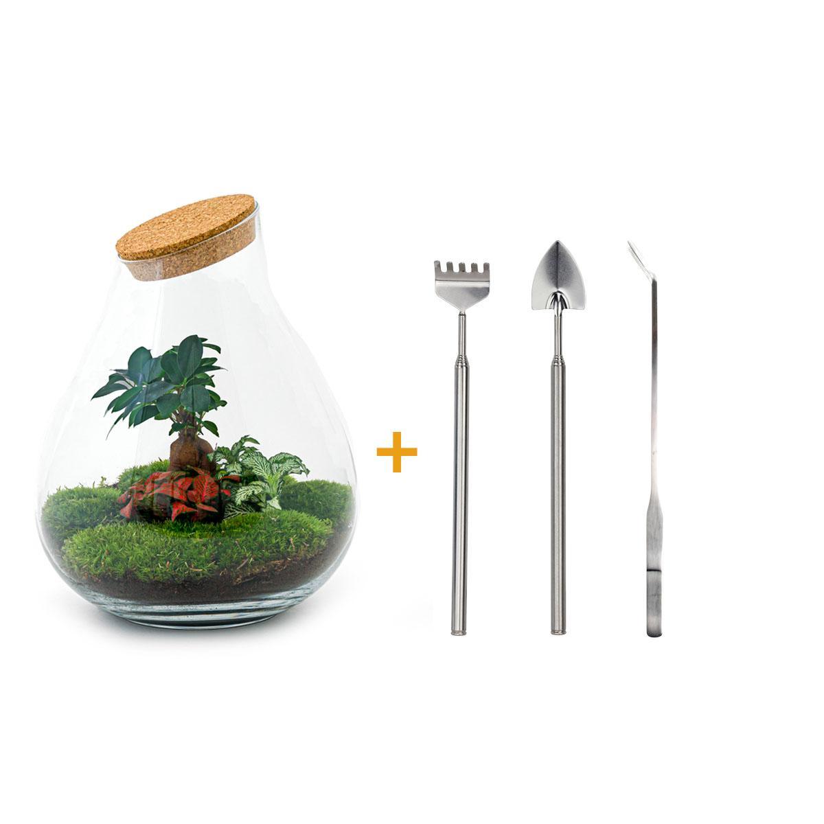 DIY terrarium - Drop XL Bonsai -↕ 37 cm
