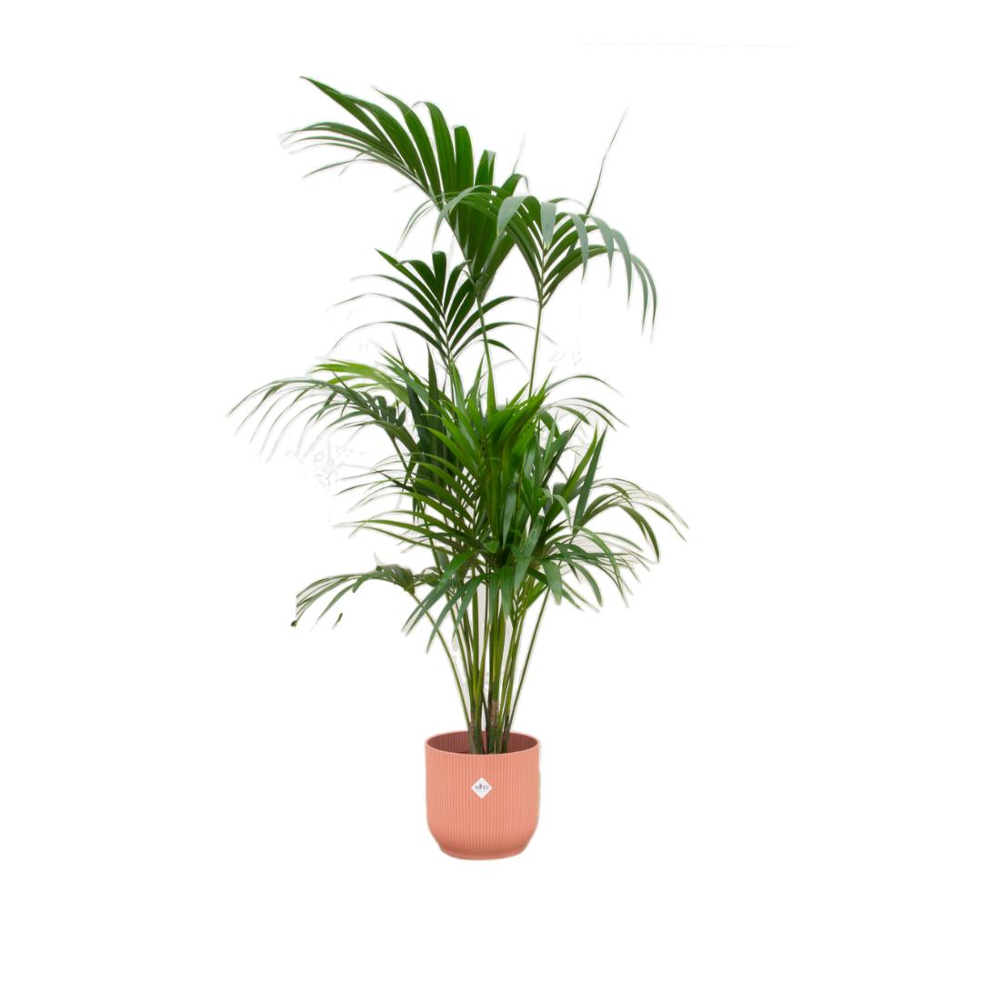 Kentia palm + elho Vibes Fold Round