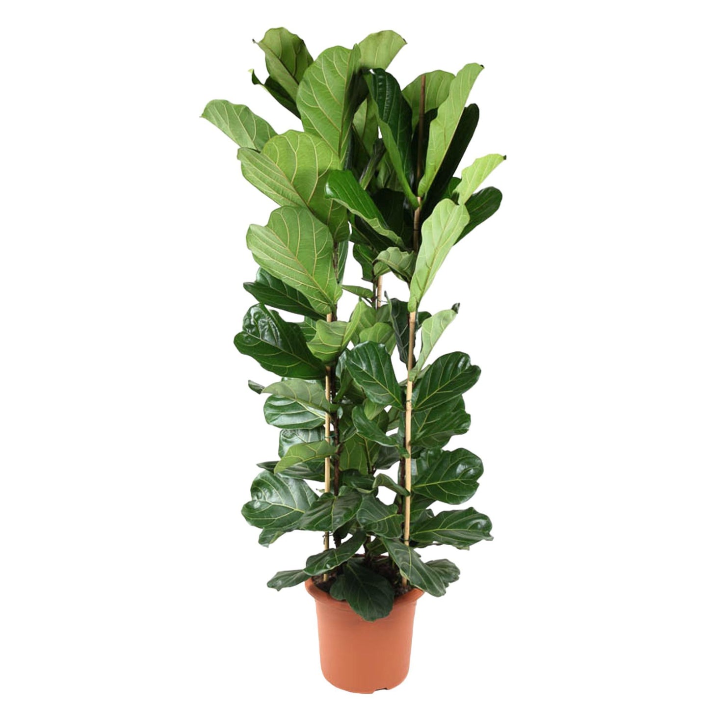 Ficus Lyrata (struik)