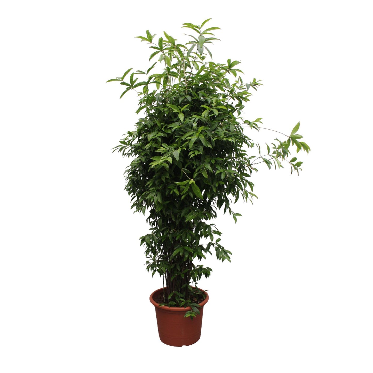 Dracaena Surculosa