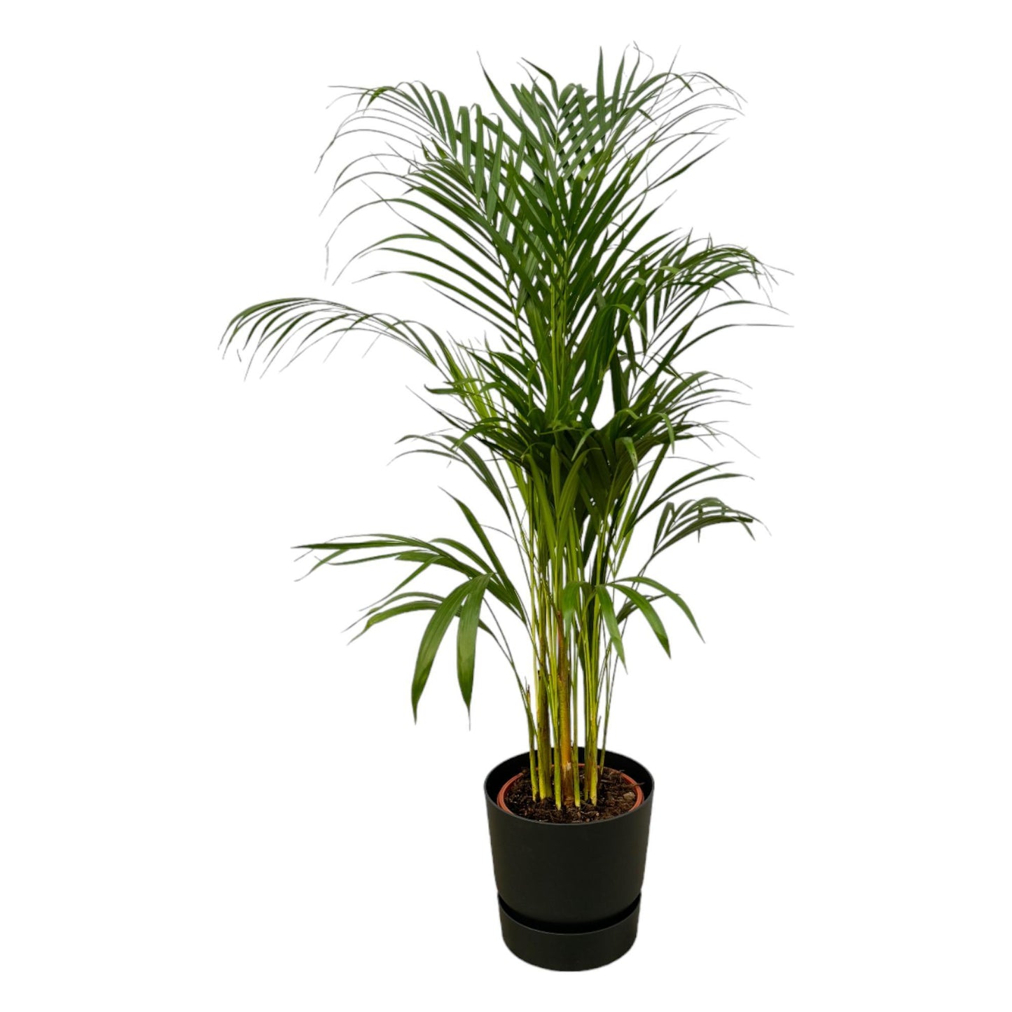 Areca palm + elho Greenville Round