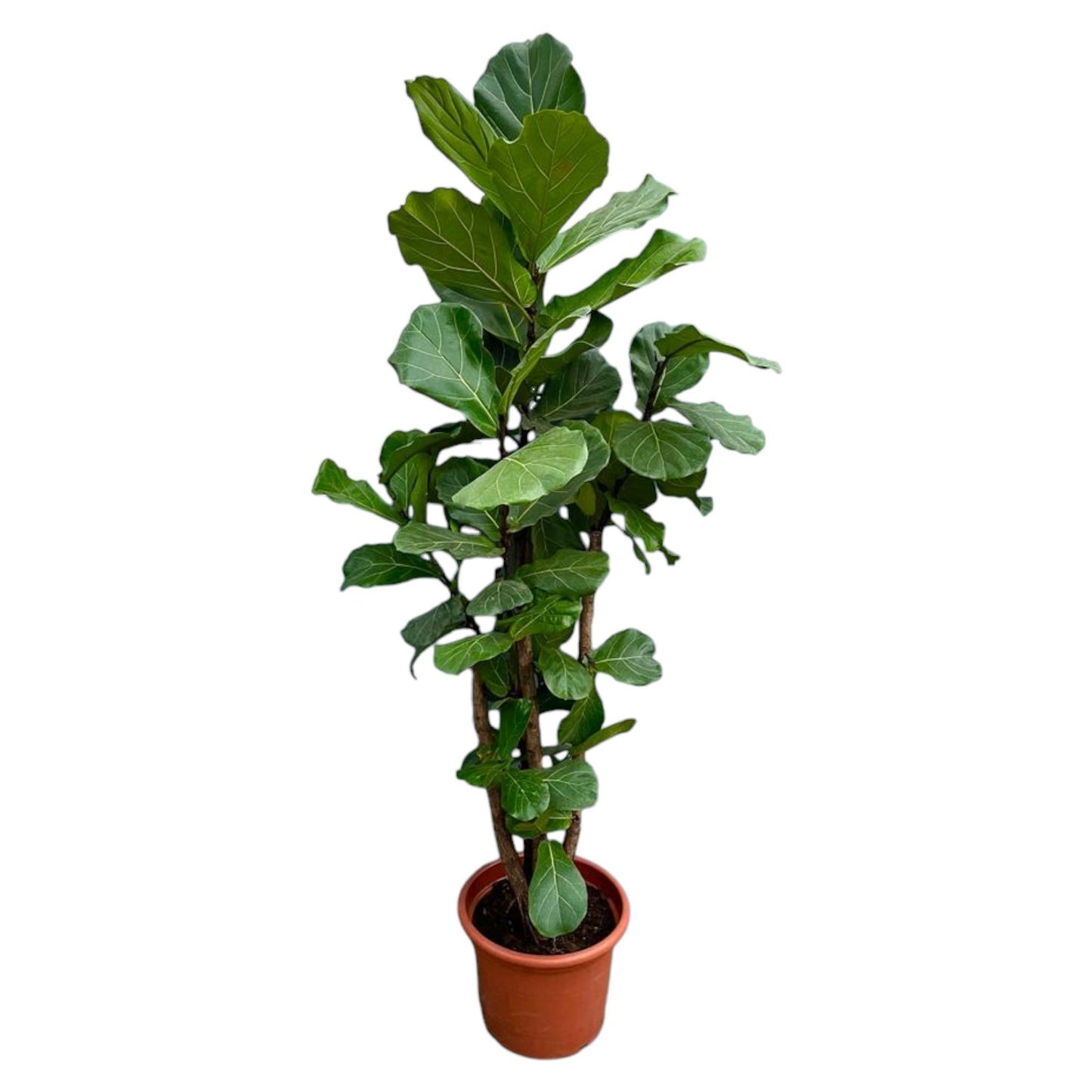 Ficus Lyrata (vertakt)