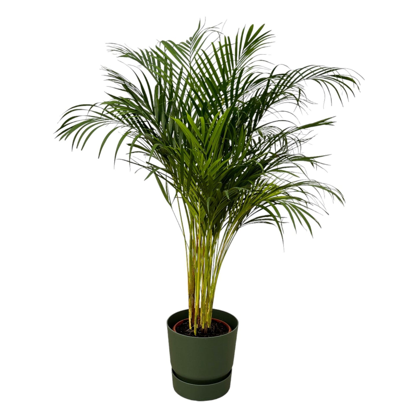 Areca palm + elho Greenville Round