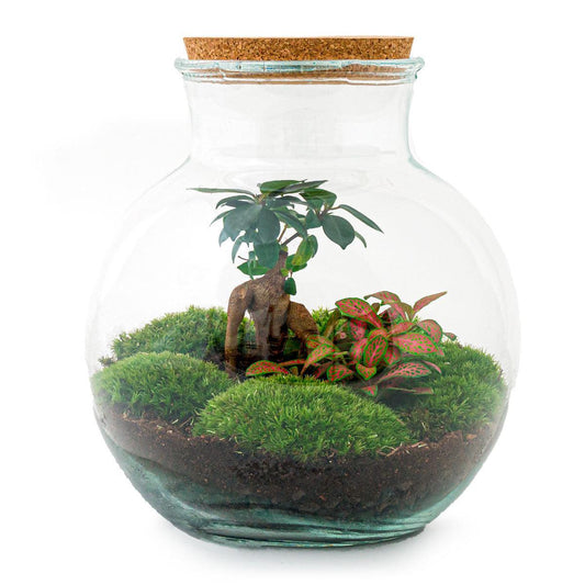 DIY terrarium - Teddy bonsai - ↕ 26,5 cm