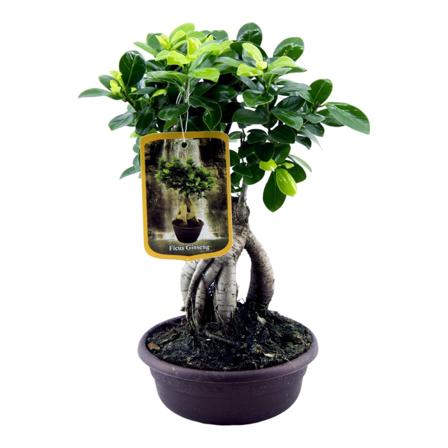 Ficus Ginseng Bonsai