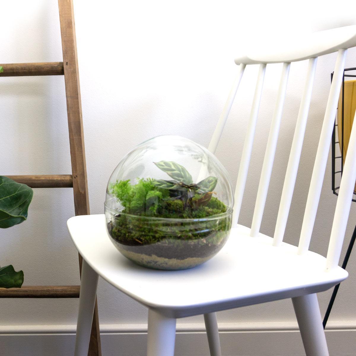 DIY terrarium - Dome - ↕ 20 cm
