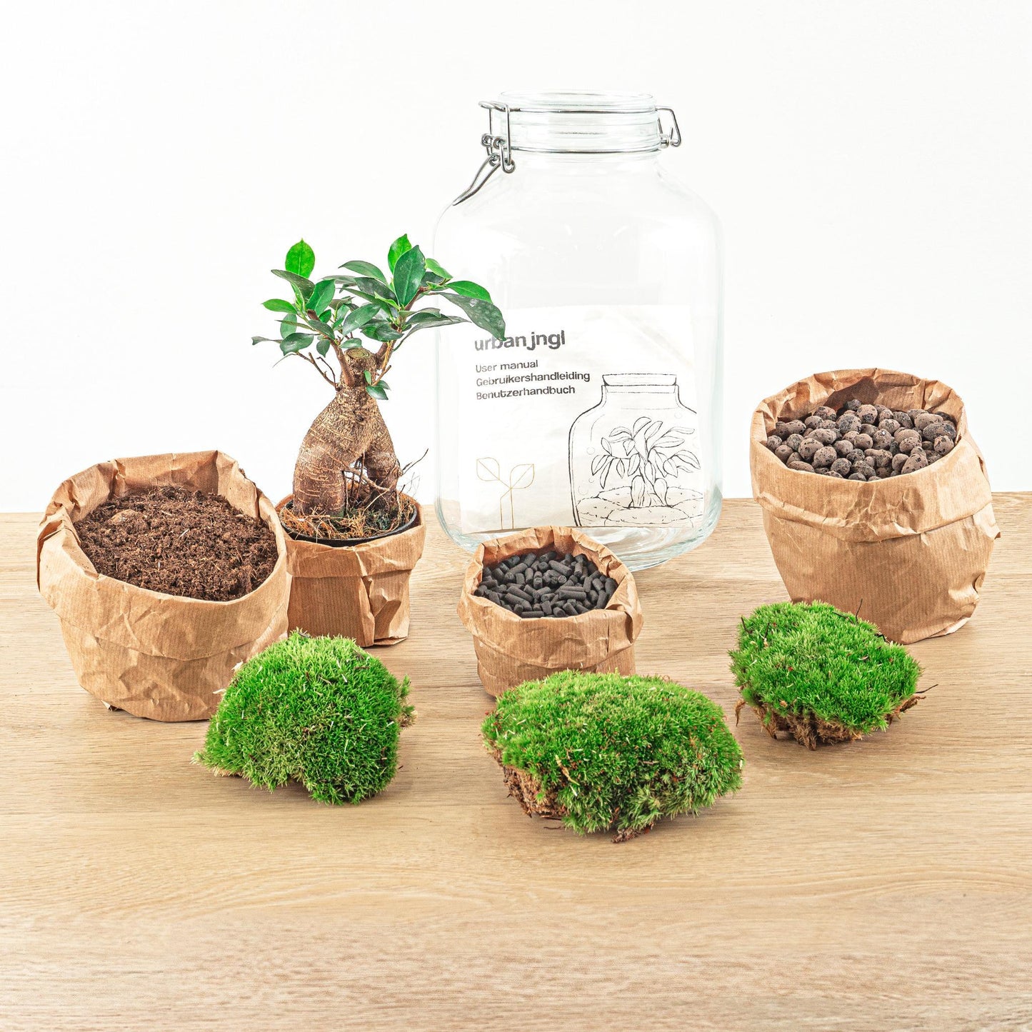 DIY terrarium - Ficus Ginseng bonsai - ↕ 28 cm