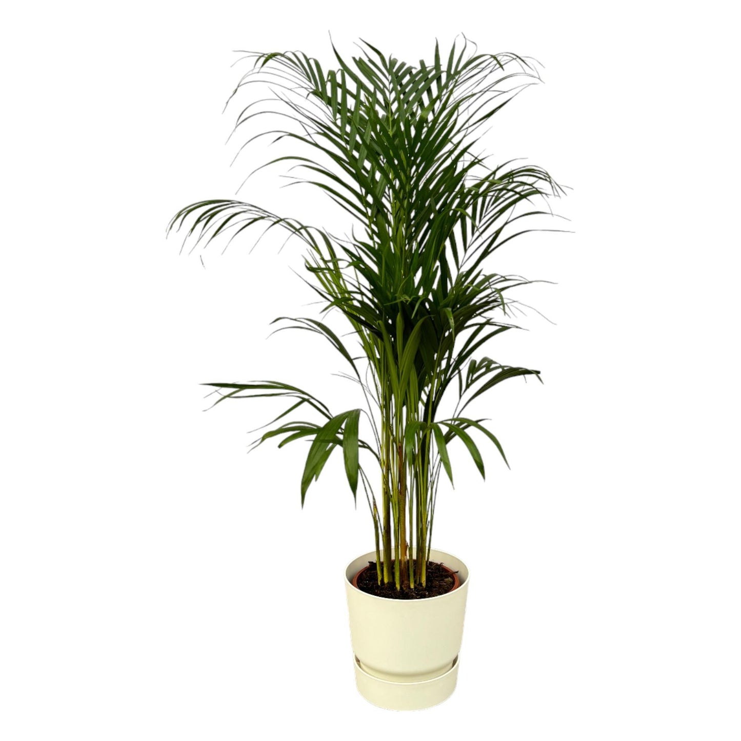 Areca palm + elho Greenville Round