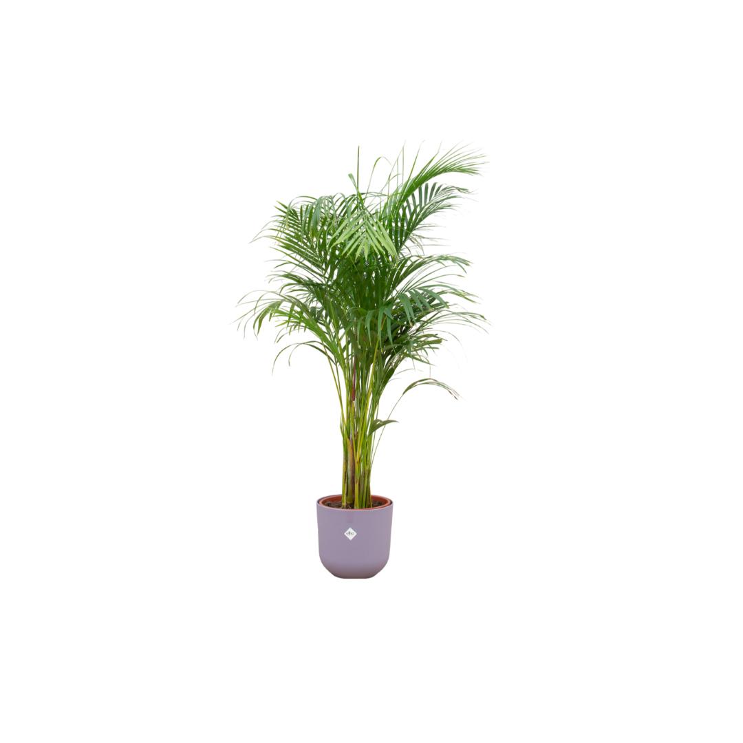 Areca palm + elho Jazz Round