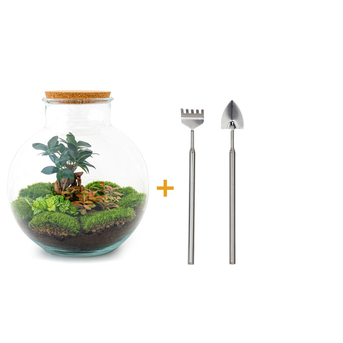 DIY terrarium - Bolder Bob Bonsai - ↕ 30 cm