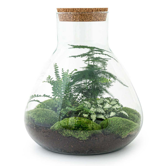 DIY terrarium - Sam XL - ↕ 35 cm