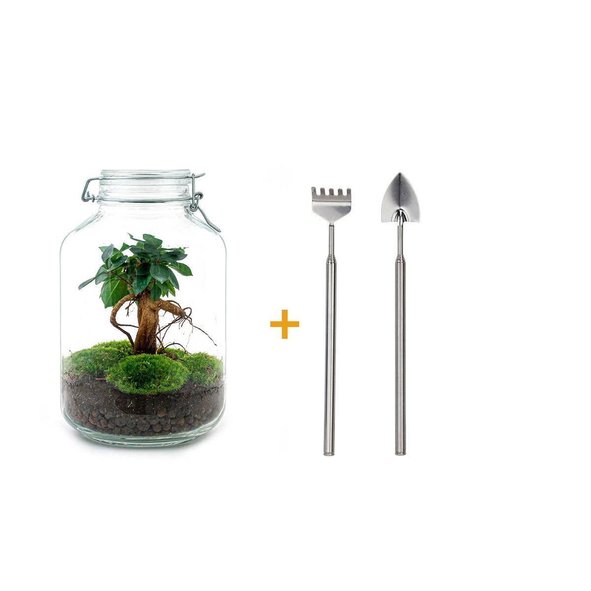 DIY terrarium - Ficus Ginseng bonsai - ↕ 28 cm