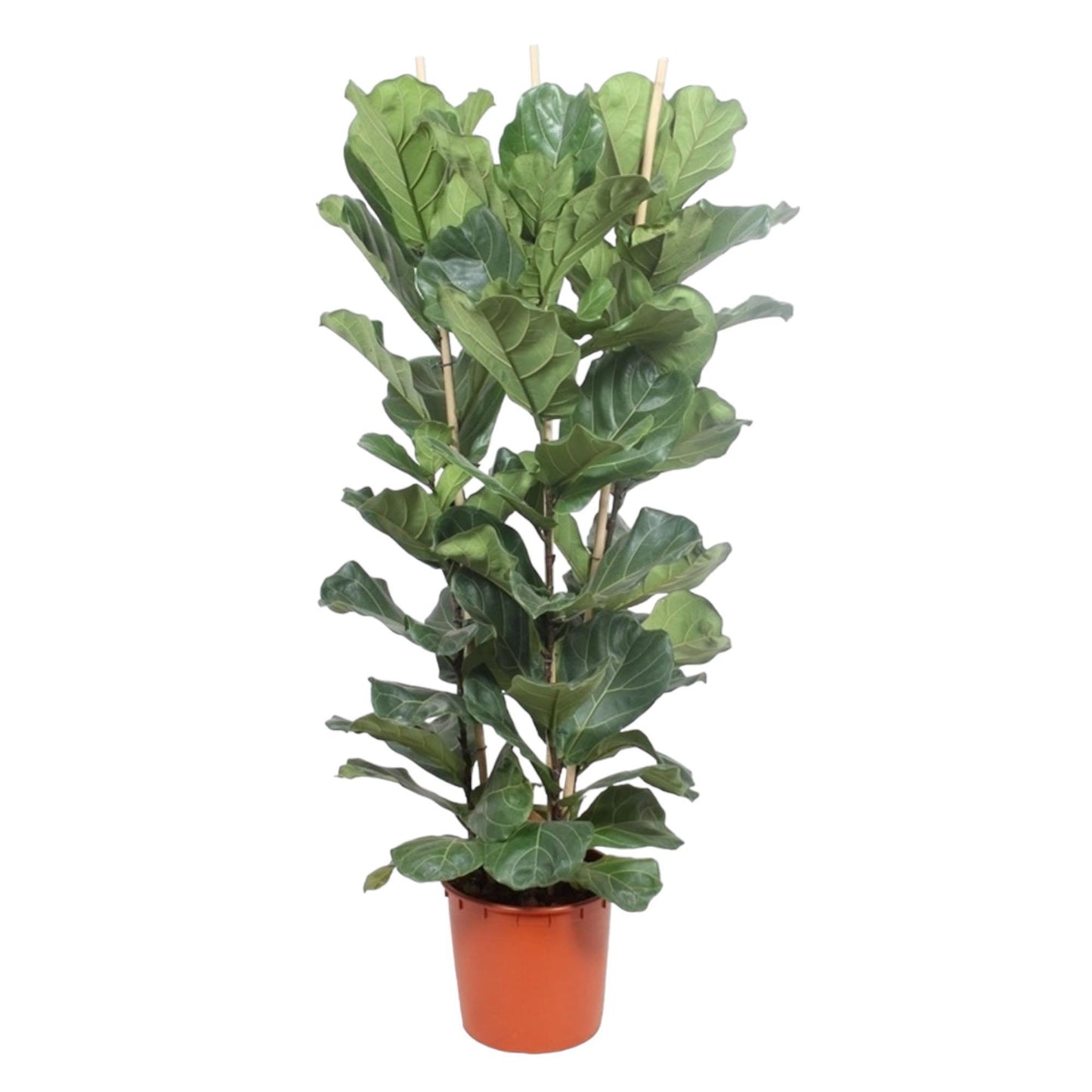 Ficus Lyrata (struik)