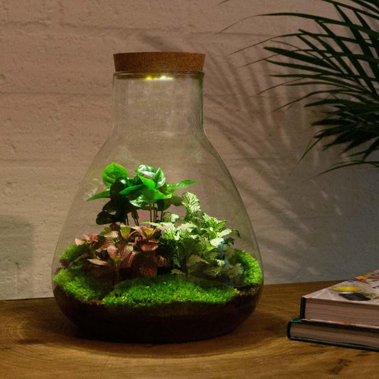 DIY terrarium - Sam Coffea - ↕ 30 cm - incl. LED