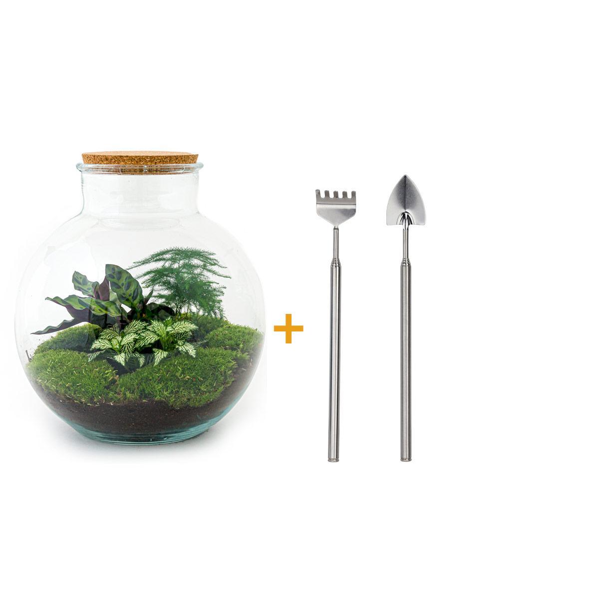 DIY terrarium - Bolder Bob - ↕ 30 cm