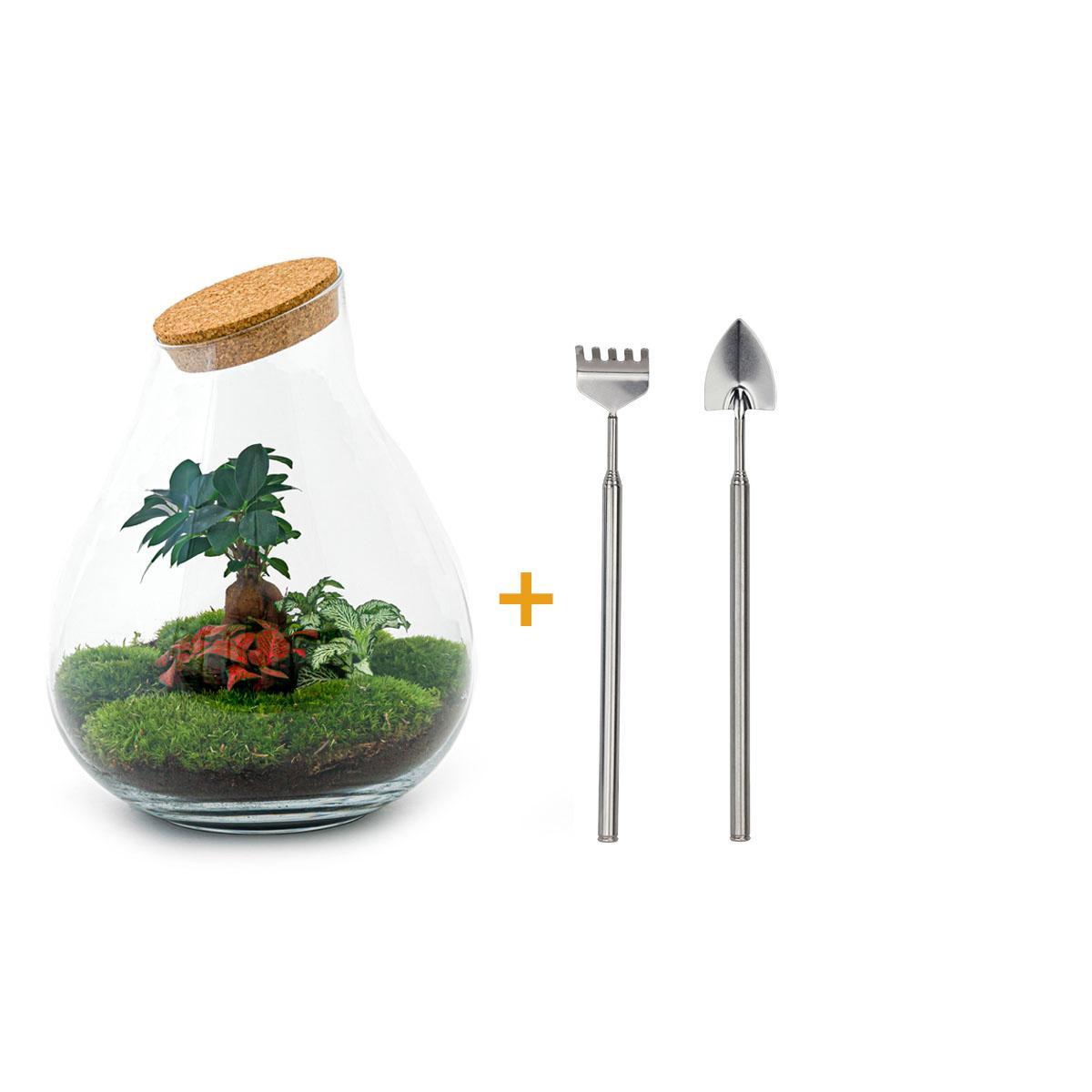 DIY terrarium - Drop XL Bonsai -↕ 37 cm