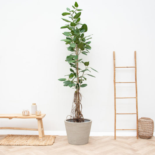 Ficus Benghalensis Audrey Op Stam (Hangende Wortels)