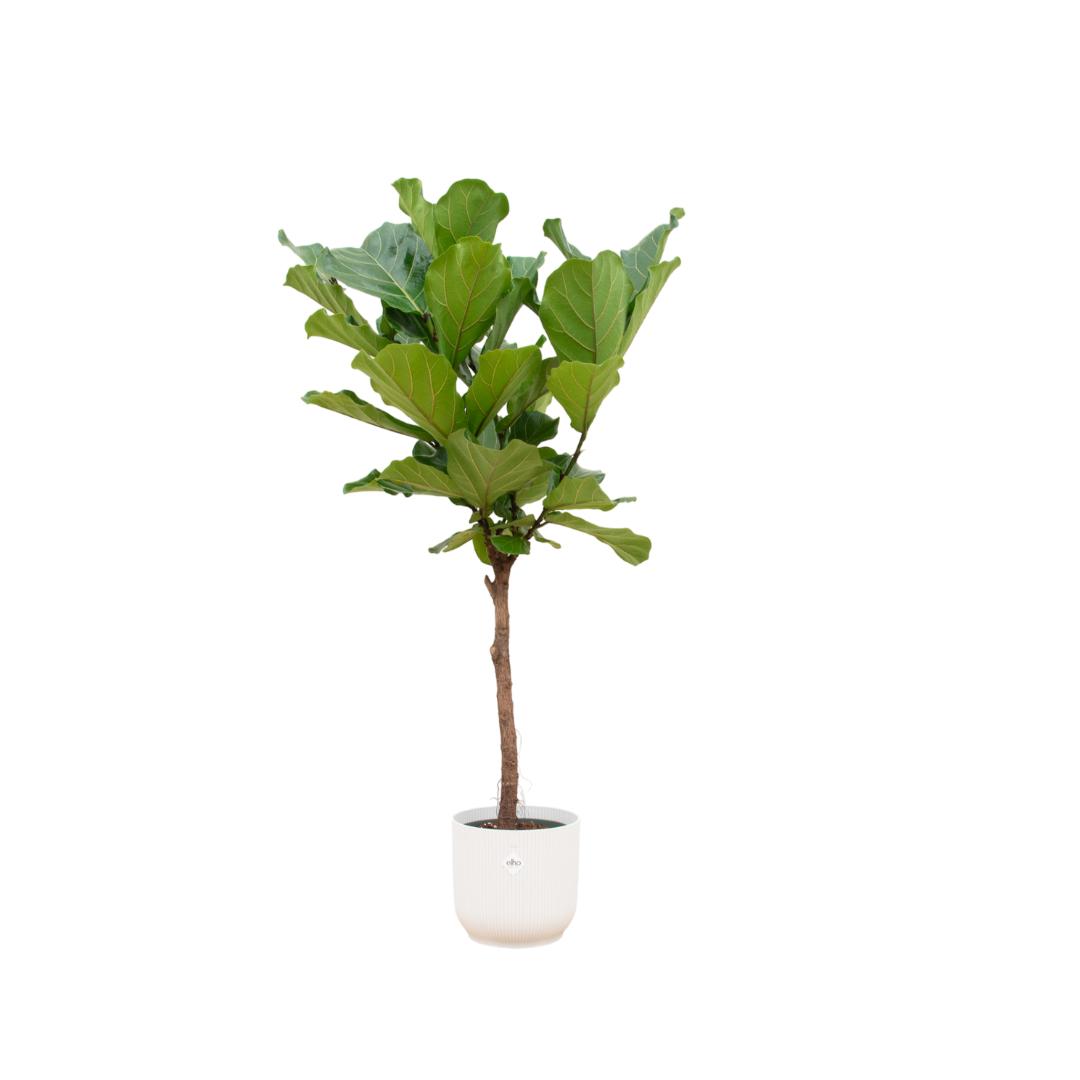 Ficus Lyrata op stam + Elho Vibes Fold Round