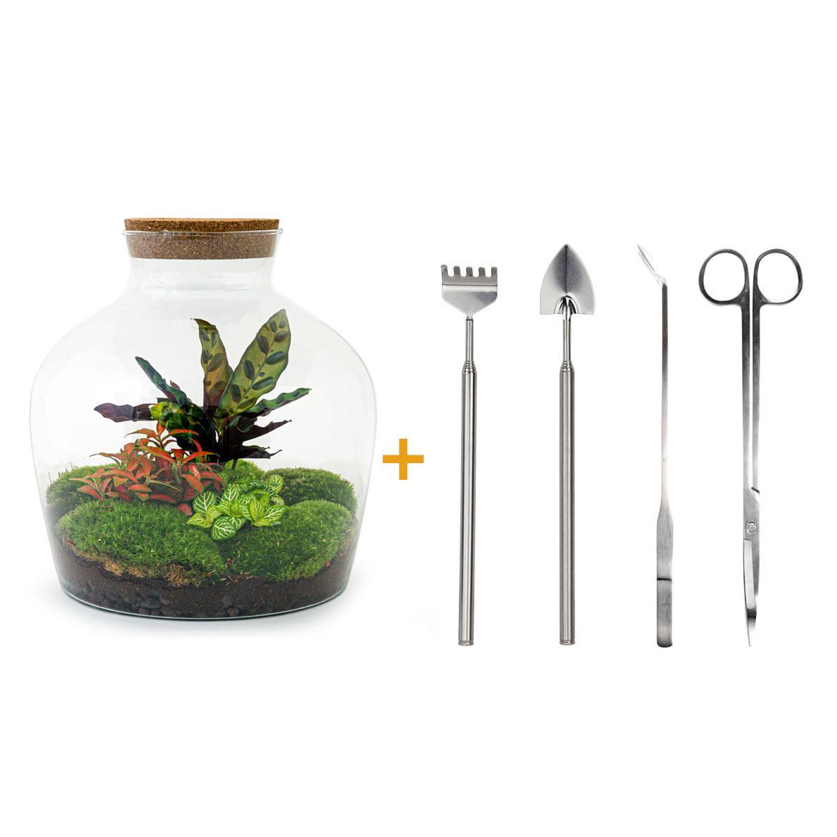 DIY terrarium - Fat Joe Rood - ↕ 30 cm