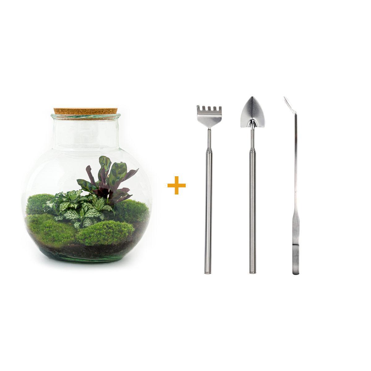 DIY terrarium - Teddy - ↕ 26,5 cm