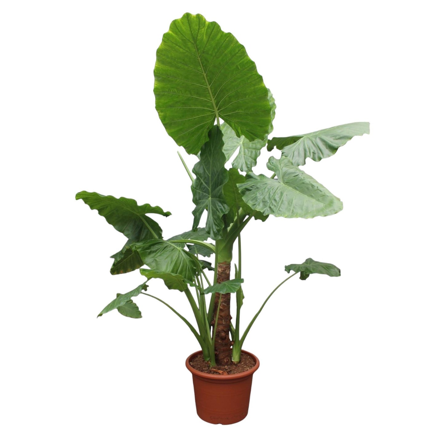 Olifantsoor (Alocasia Macrorrhiza)