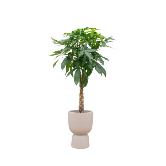 Pachira Aquatica (Geldboom) + elho Pure Coupe