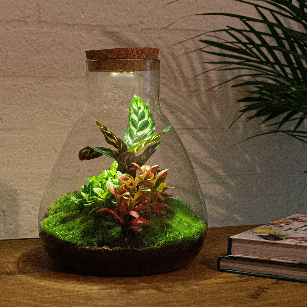 DIY terrarium - Sam Calathea - ↕ 30 cm - incl. LED