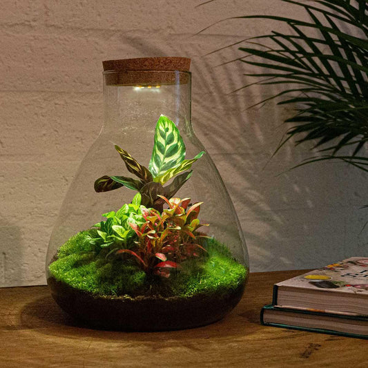 DIY terrarium - Sam Calathea - ↕ 30 cm - incl. LED
