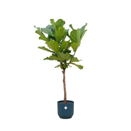 Ficus Lyrata op stam + Elho Vibes Fold Round