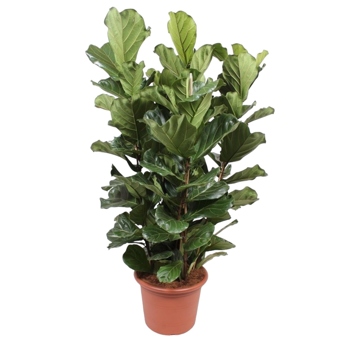 Ficus Lyrata (struik)