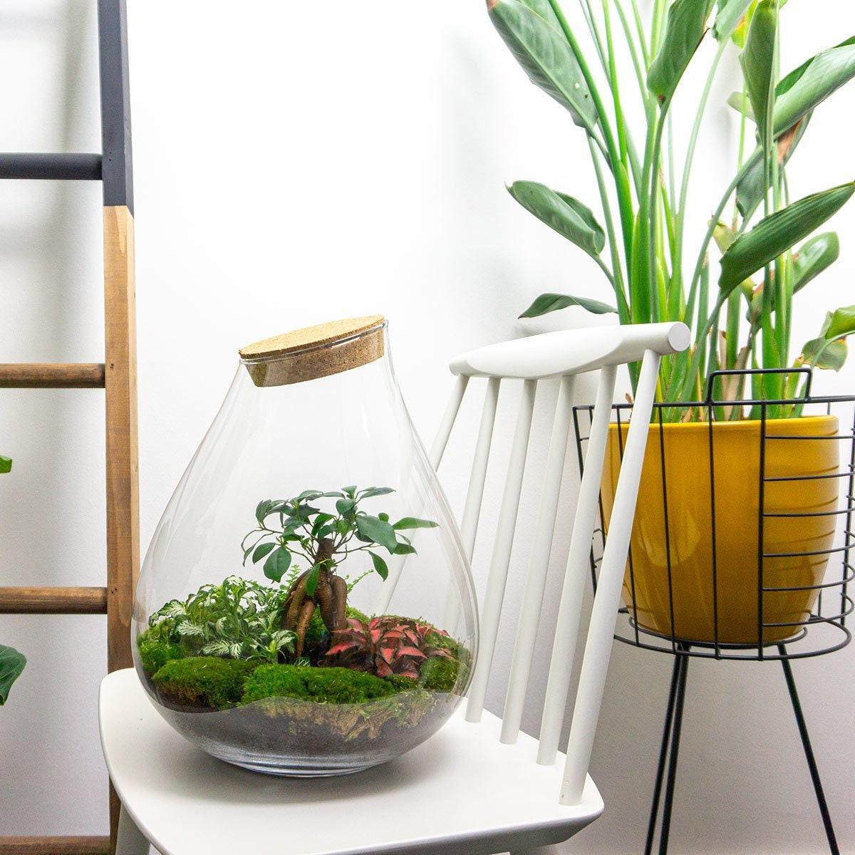 DIY terrarium - Drop XL Bonsai -↕ 37 cm
