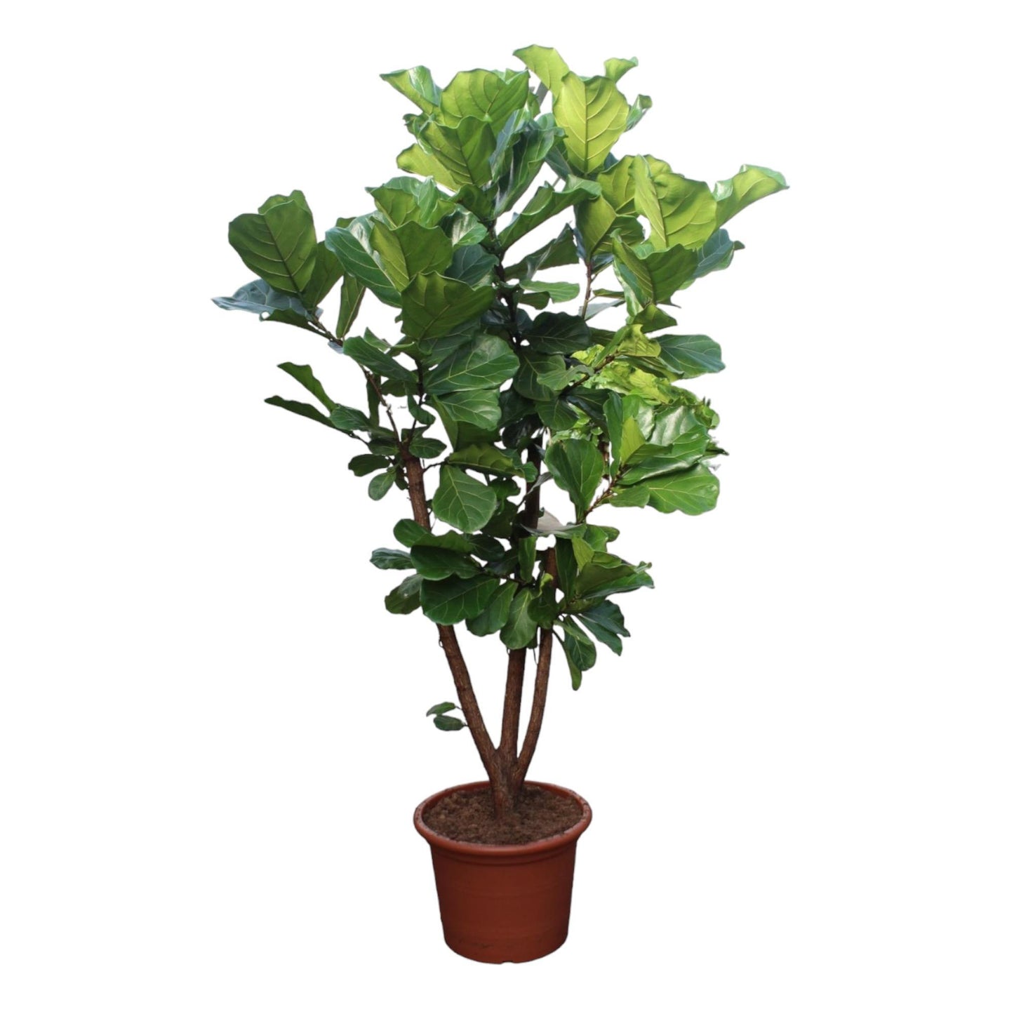 Ficus Lyrata (vertakt)