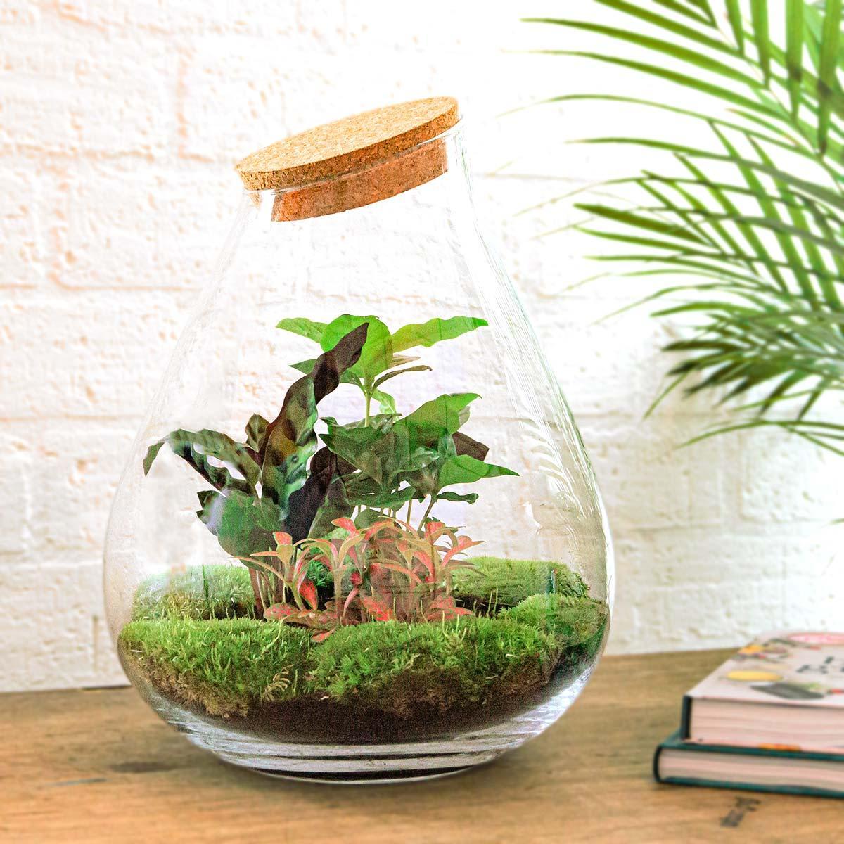 DIY terrarium - Drop XL Rood - ↕ 37 cm