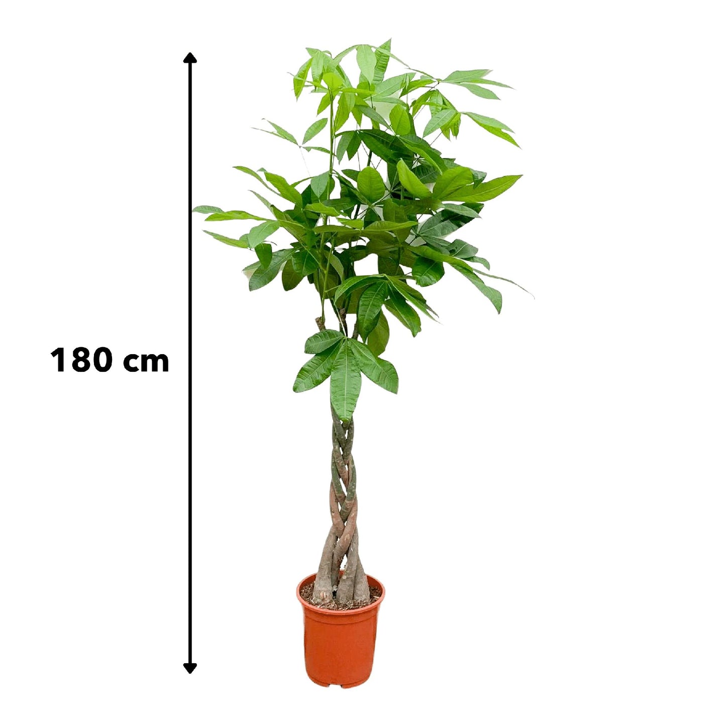 Pachira Aquatica (Geldboom)