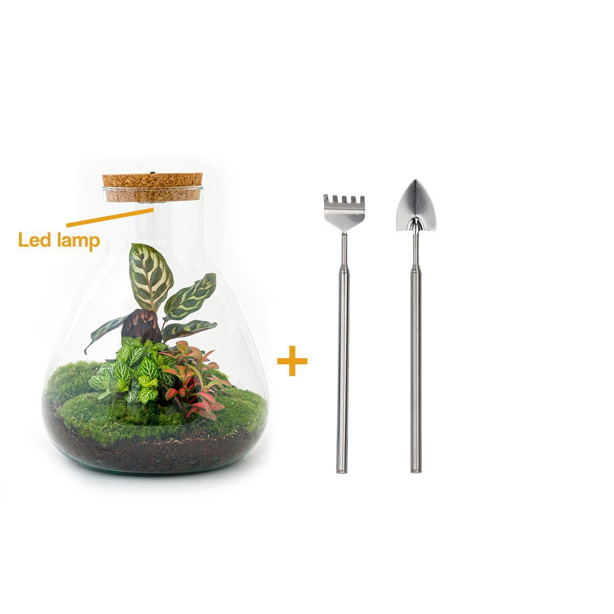 DIY terrarium - Sam Calathea - ↕ 30 cm - incl. LED
