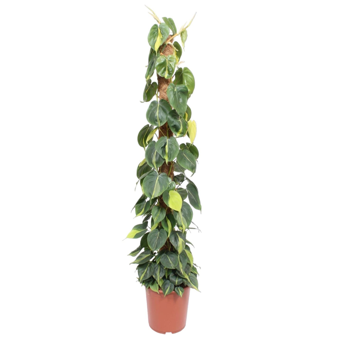 Philodendron Scandens Brasil mosstok