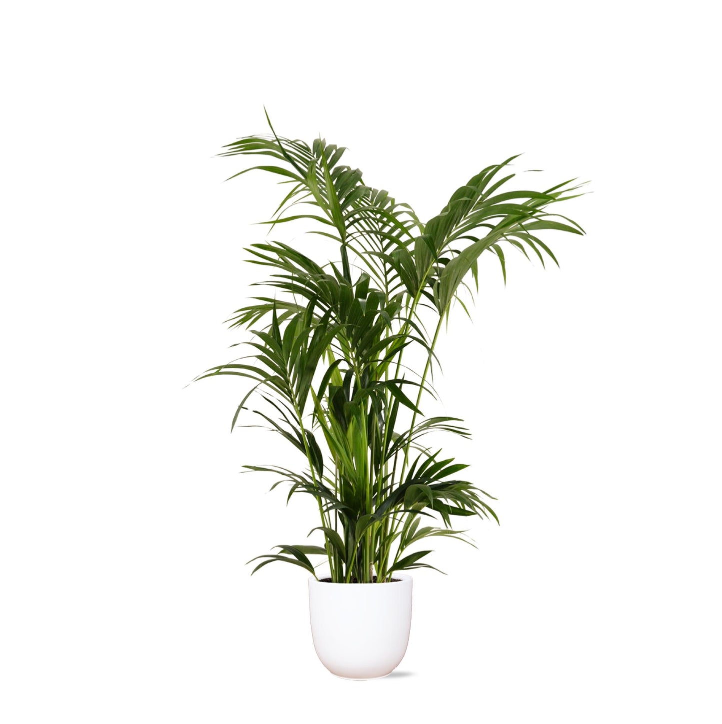 Kentia Palm + Boule pot
