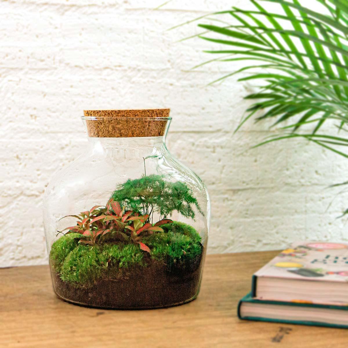 DIY terrarium - Little Joe - ↕ 21,5 cm