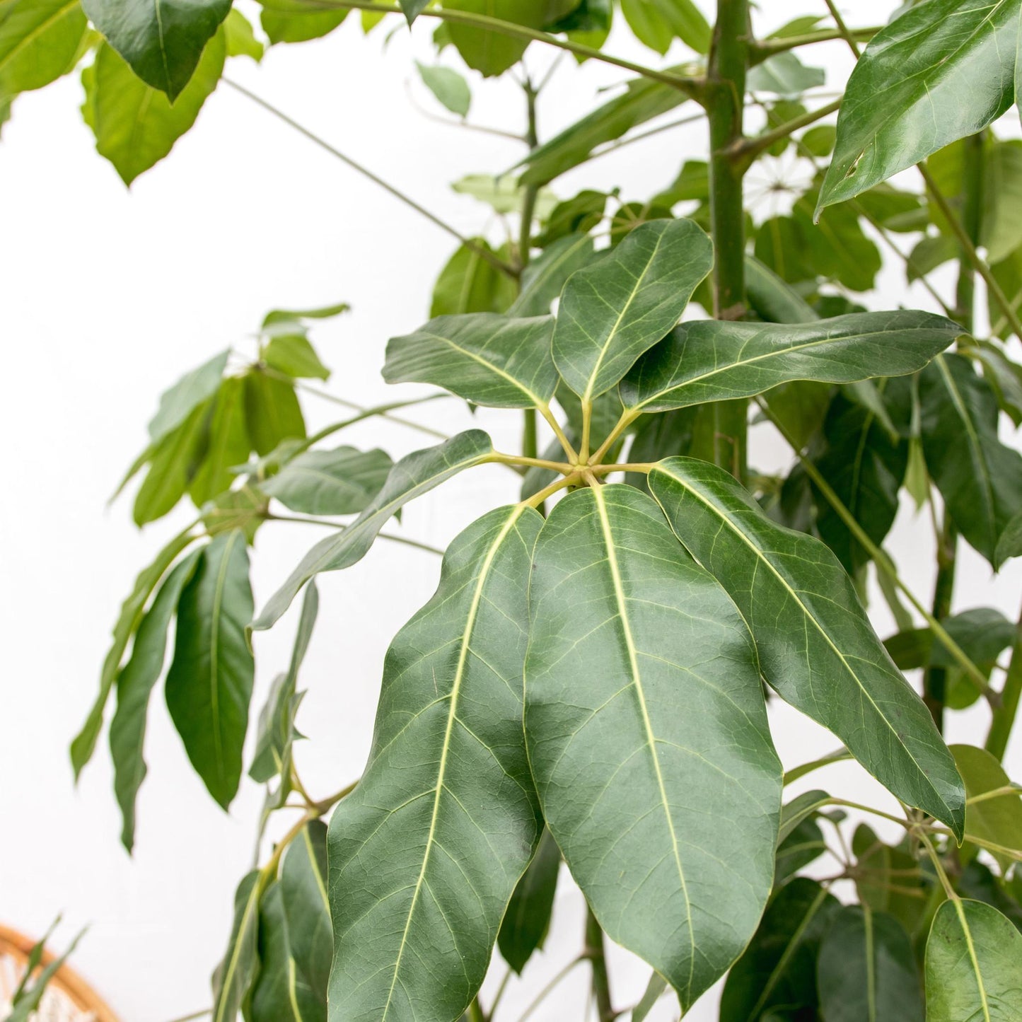 Schefflera Amate