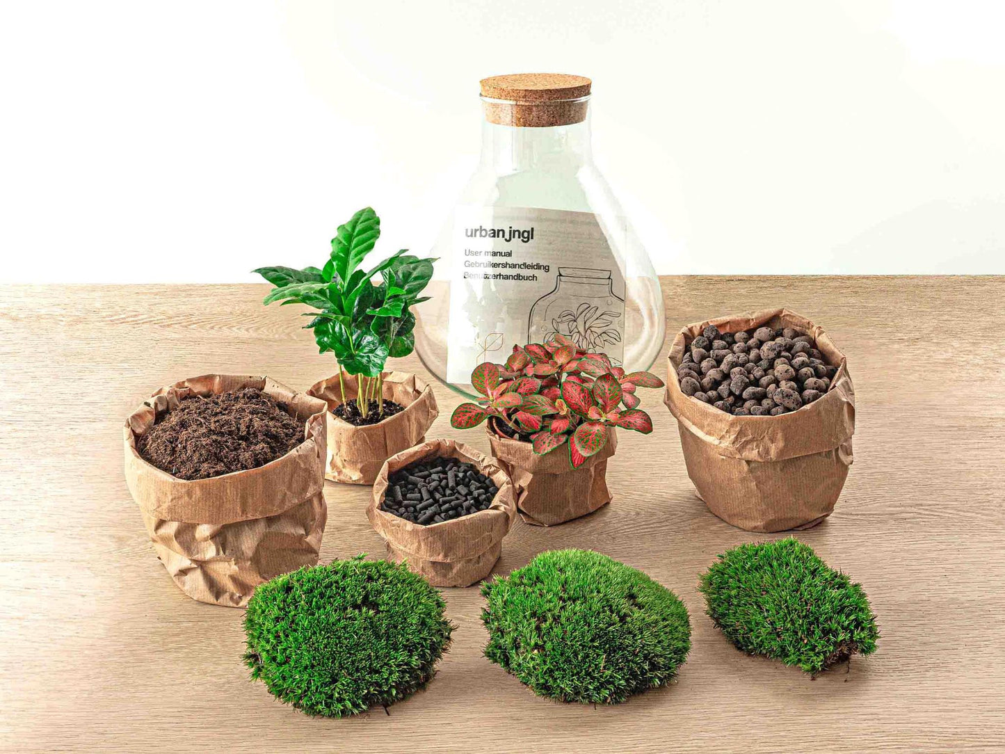 DIY terrarium - Sammie Coffea - ↕ 27 cm